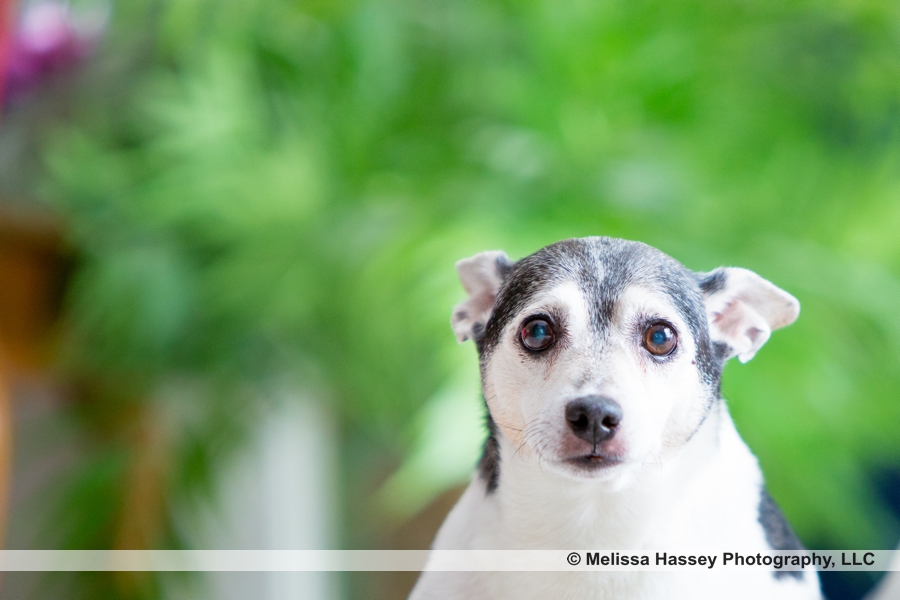 melissahasseyphotograph039